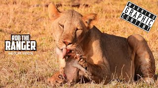 Warthog Snack For Lions | Buffalo Springs | Zebra Plains On Tour