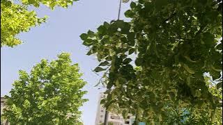 Tilia platyphyllos,linden trees flowers ,lulet e pemëve të blirit(5)