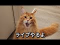 ねこライブ