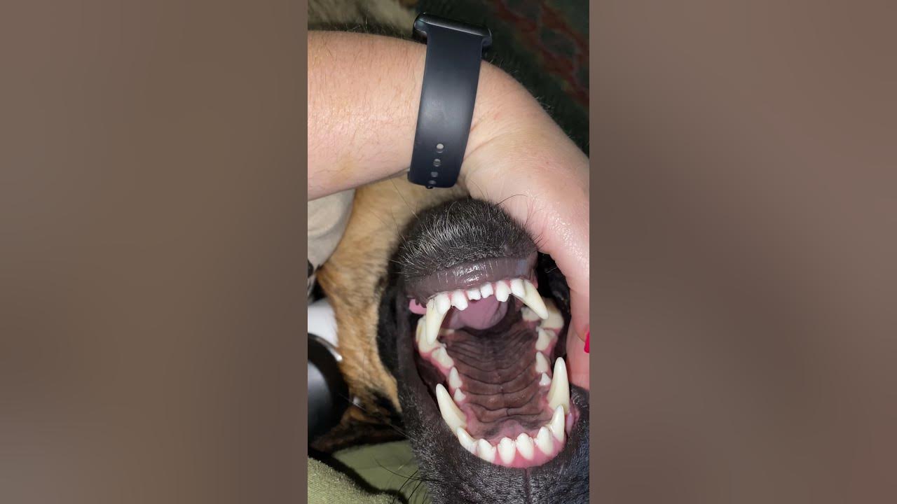 German Shepherd TEETH - YouTube