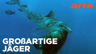 Herrscher des Riffs | Meister der Jagd am Great Barrier Reef
