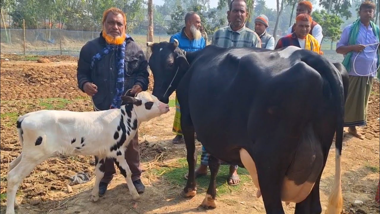 @আজ ৩০/১/২৬| উন্নত জাতের দুধের গাভী ও বাছুর গরুর দাম | আমবাড়ী হাট |দিনাজপুর 
