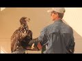 Injured bald eagle cared for in Ojai