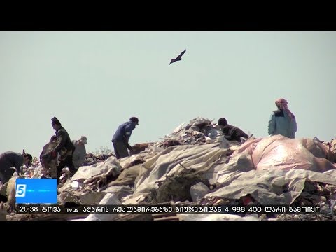 თოლიელი სანაპიროს ნაცვლად დასახლებულ ადგილებში