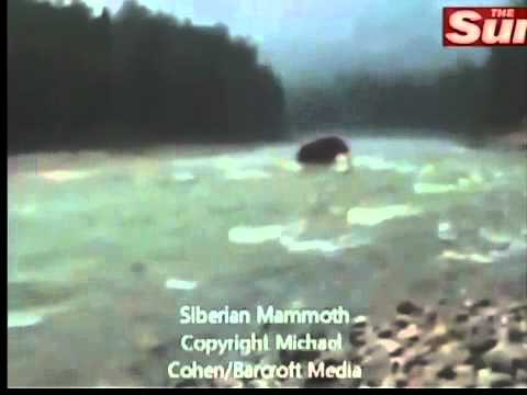 Woolly Mammoth Youtube Video