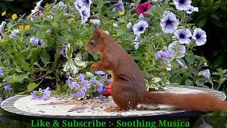 Beautiful Clical Relaxing Music - Yoga, Sleep, Study, Happy, Morning Music Relaxing Guru