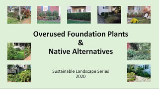 Overused Foundation Plants & Native Alternatives