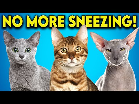 Vídeo: 14 raças de gatos hipoalergênicos que são melhores para pessoas com alergias