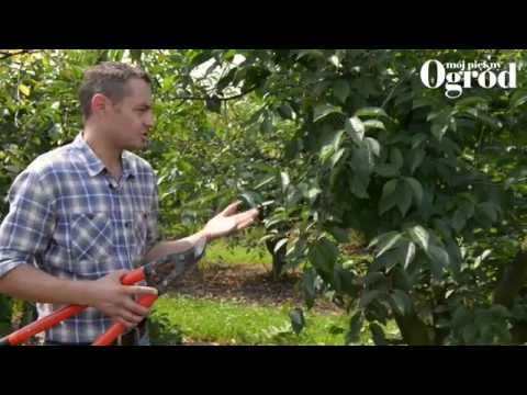 Wideo: Przycinanie płaczącej wiśni: jak przycinać płaczącą wiśnię
