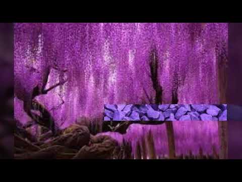 UB40 PURPLE RAIN