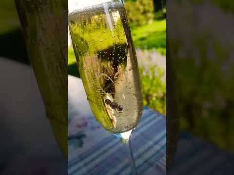 🍾🍸