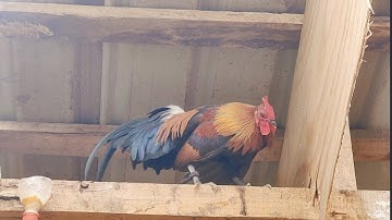 ntev lawm rov los yees kuv cov qaib dib rau nej saib  zoo dib 100% lawm nawb