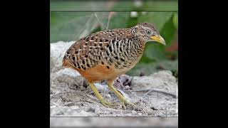 Download Lagu barred quail call #barred button quail voice!#quail#shorts #yoytubets.#shorts MP3 Download Lagu barred quail call #barred button quail voice!#quail#shorts #yoytubets.#shorts MP3