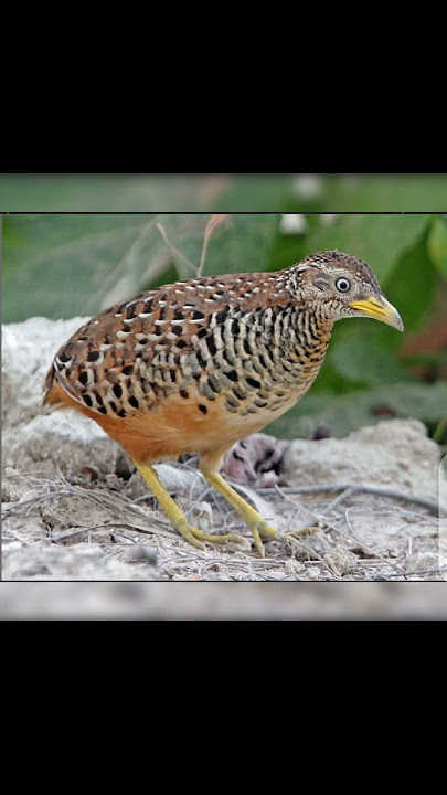barred quail call #barred button quail voice!#quail#shorts #yoytubets.#shorts