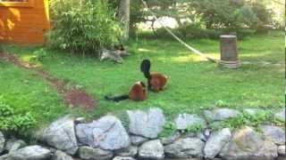 Lémuriens Zoo De Beauval