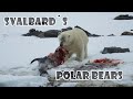 Svalbard´s polar bears
