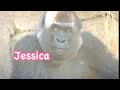 Gorilla 🌟Jessica fights alone after husband Paul is gone💧🌟please pray for her🌸🌺🌷夫がいなくなり1人で戦うジェシカ🌼🌸