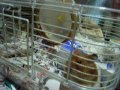 うちのさぶ子のゴミ屋敷
