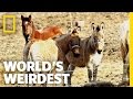 Interspecies Hook-Ups | World's Weirdest