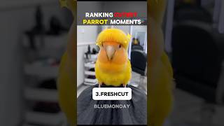 Ranking cutest parrots moments.