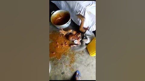 Budak jatuh dengan gulai
