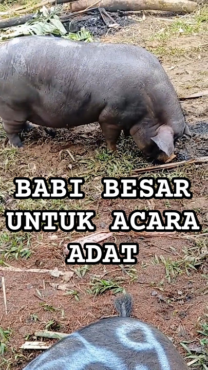 WOW!!!Babi Besar Untuk Upacara Adat Toraja #pig #exploretoraja
