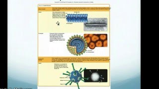 Virus Structure and Functions