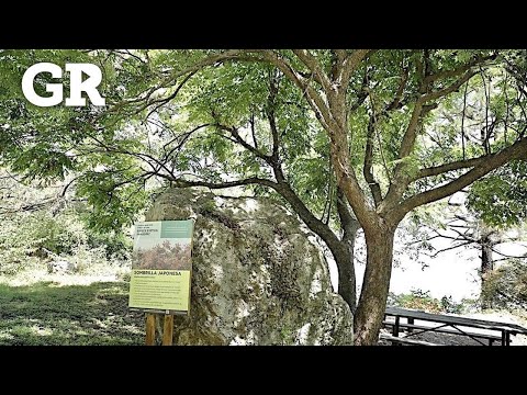 Exotic species 'invade' Chipinque | Monterrey