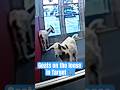 Goats on the loose in Target 🐐 #bodycam #target #cops #police #goats #lawenforcement