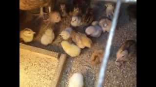 small scale poultry farming