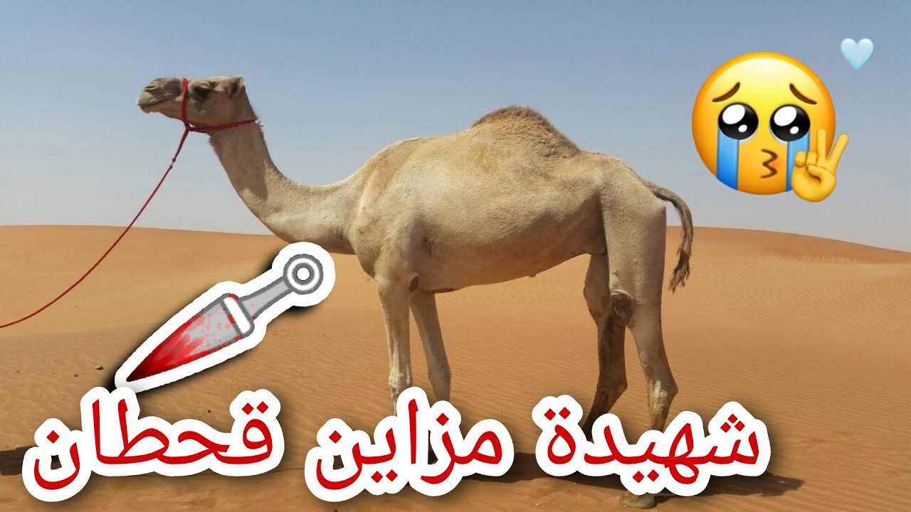 ابو وضحى الاجدعي يذبح ناقته ( رهمه) في مزاين قحطان | مأرب | الجوف | البيضاء