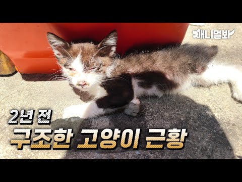2년 전 구조된 새끼 고양이가 담요를 먹는 이유..ㅣThe Reason Why This Who Was Rescued 2 <strong>Ears</strong> Ago Cat Eats A Blacket