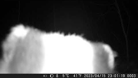 Badger sniffing camera