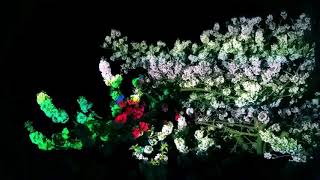 Kirschbaumbeleuchtung Ostern 2019 ASMR (Ohne Musik) screenshot 2