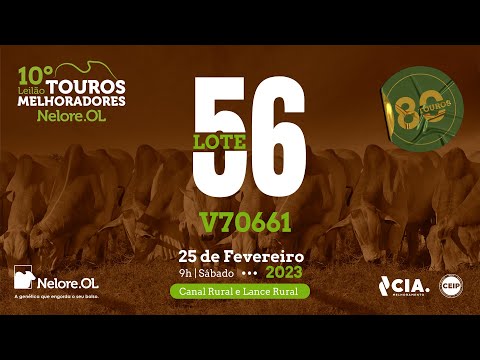 LOTE 56 V70661 - 10º LEILÃO - TOUROS MELHORADORES NELORE OL