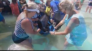 Beachgoers rescue whales