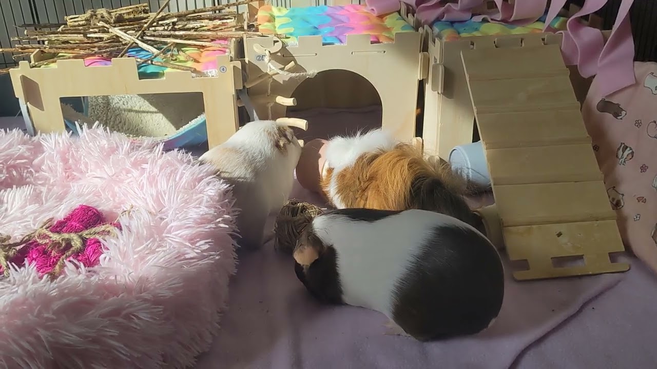 Three big fat guinea pigs eat pea flakes from stacking cups