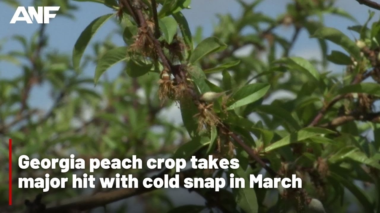 Georgia peach crop takes major hit with cold snap in March