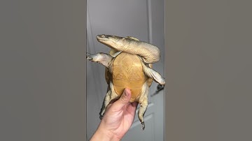 Check out this Captive Bred Indonesian Snake Neck Turtle!