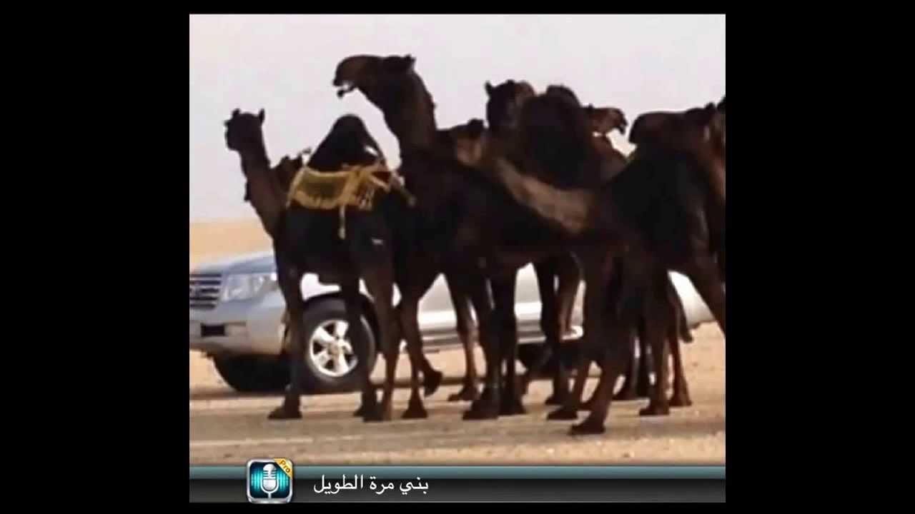 شلة منقية الشيخ عبدالرحمن بن علي ال فاضل المري