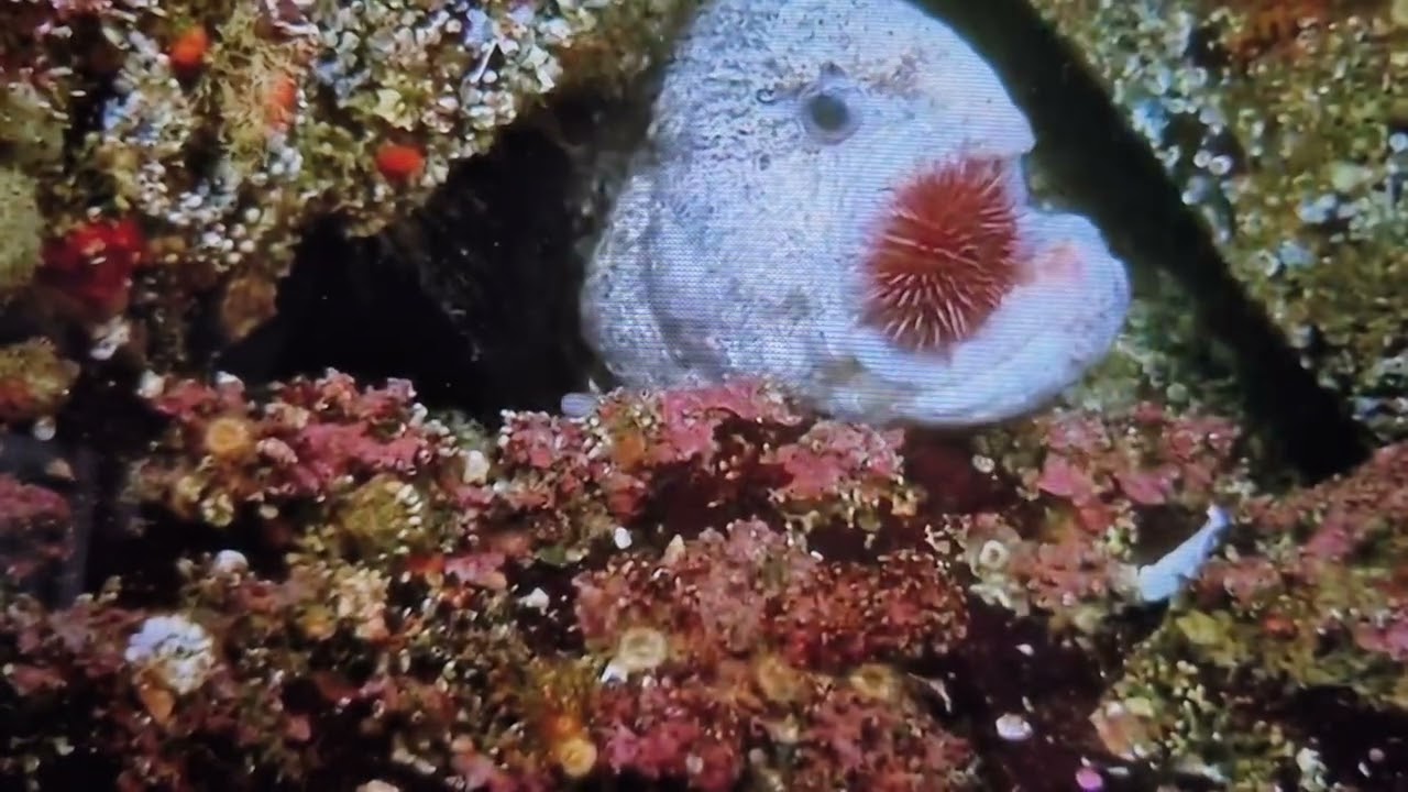 Deep Sea, so wolf eels, eat, sea urchins.