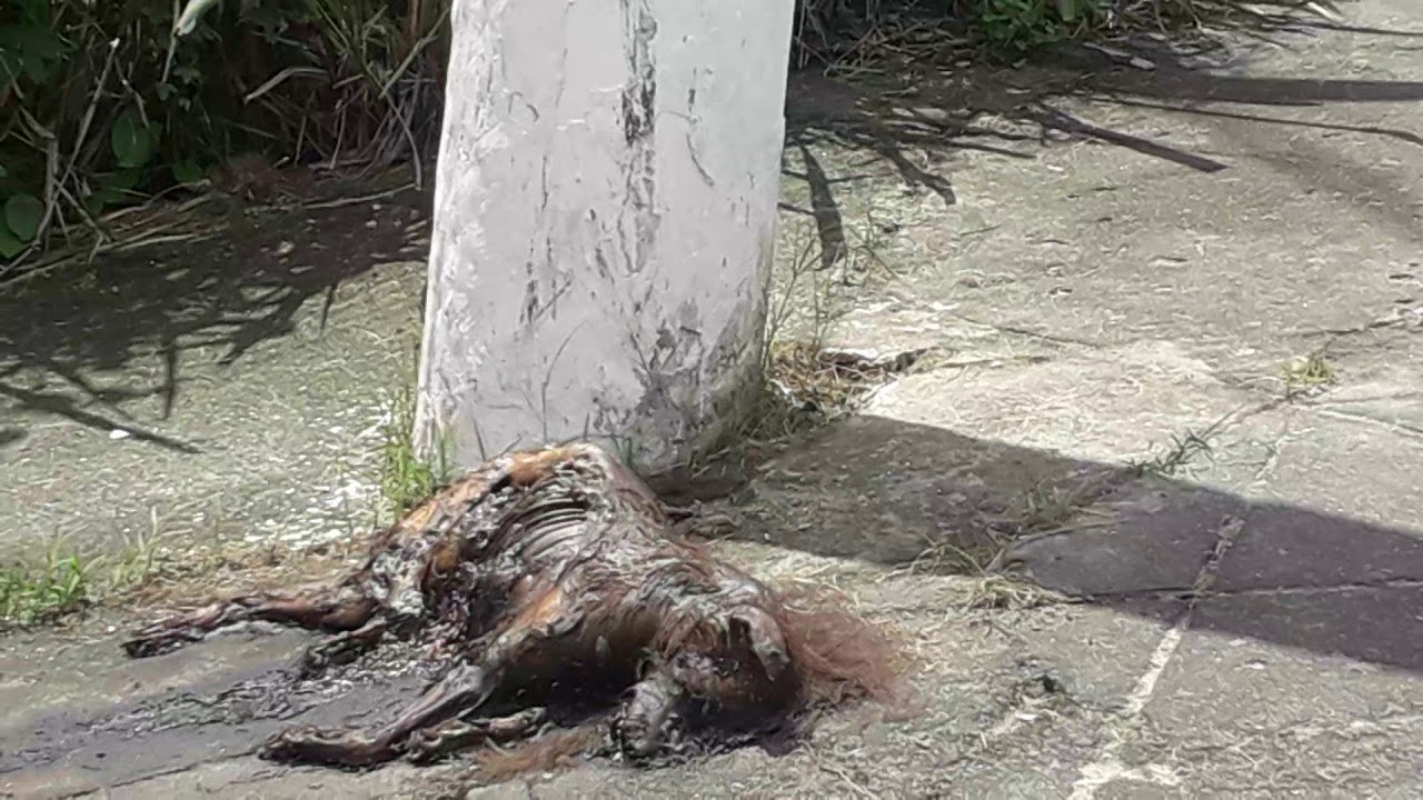 Cachorro morto - YouTube