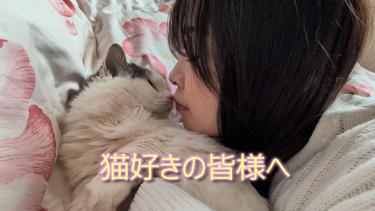 【破壊力抜群】実家のマンチカンが可愛すぎる件について