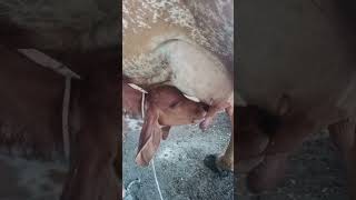 Jay Mataji Kr Dudhwala