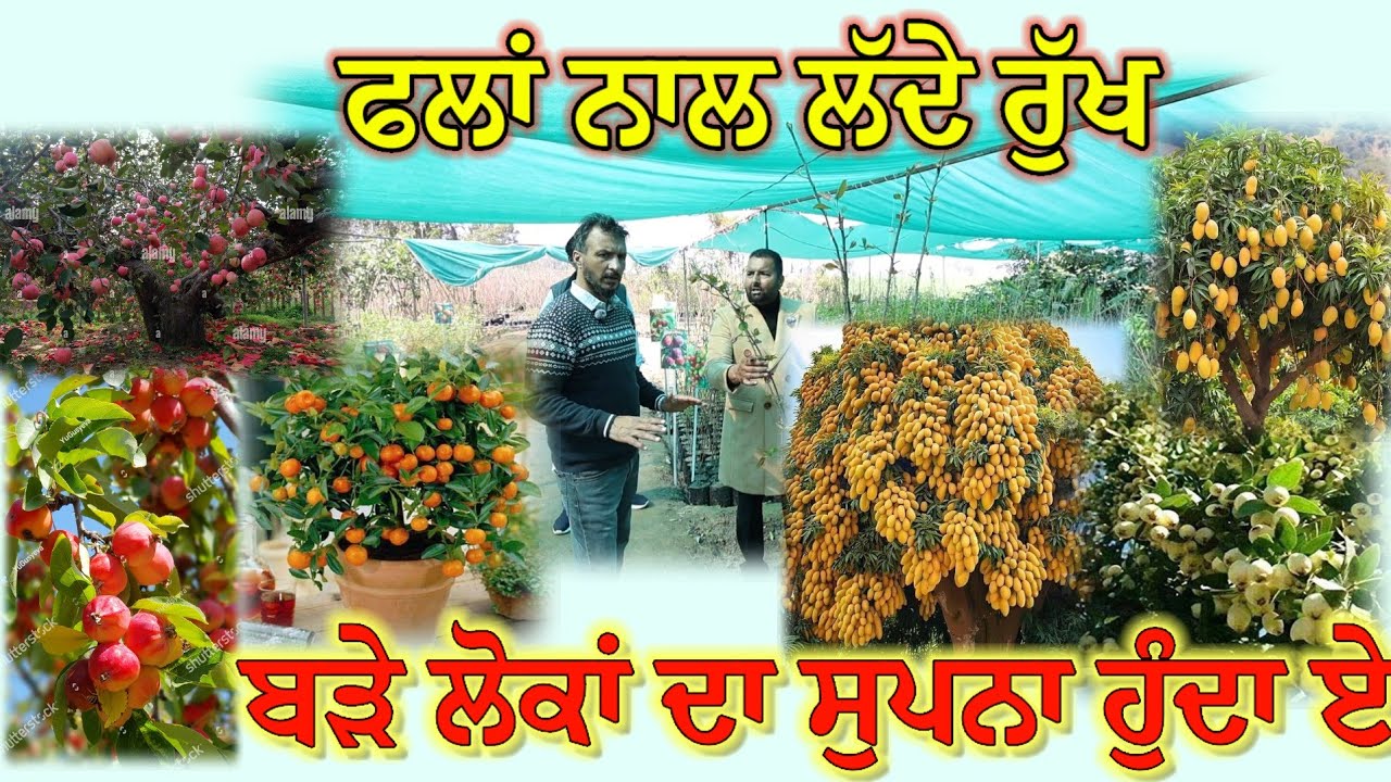 ਬੜੇ ਲੋਕਾਂ ਦਾ ਸੁਪਨਾ ਹੁੰਦਾ ਏ ਫਲਾਂ ਨਾਲ ਲੱਦੇ ਰੁੱਖਾਂ ਵਾਲੇ ਬਾਗ ਦਾ ਚੱਕੋ ਨੰਬਰ 