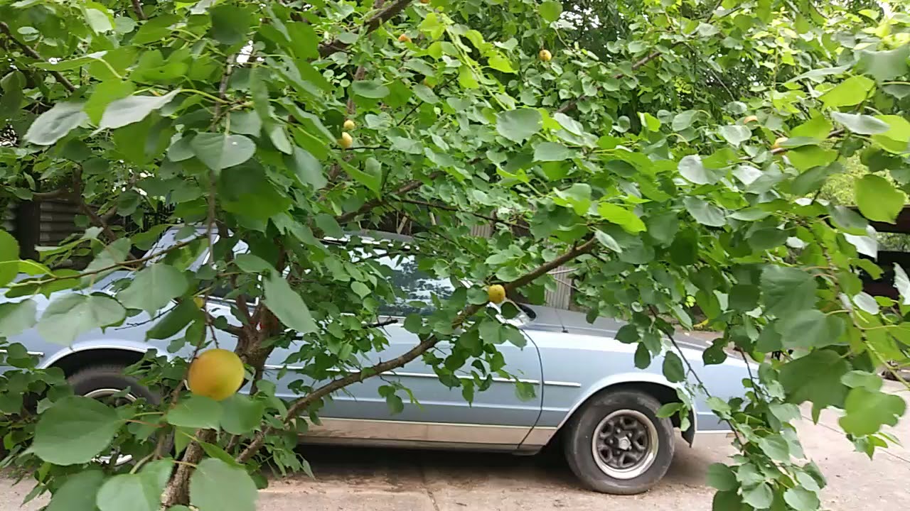 MI ÁRBOL DE CHABACANO