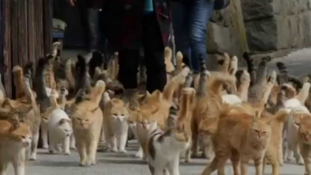 Aoshima: Japan's 'Cat Island' Where Felines Outnumber Humans 36 to 1