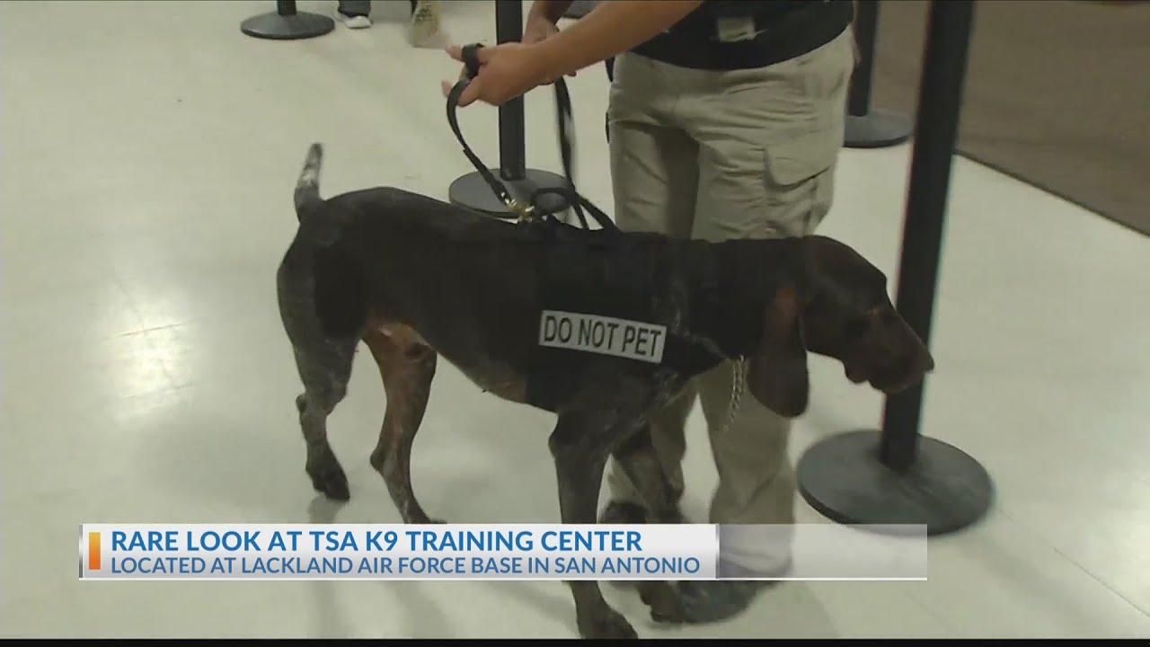 Inside look at K9 training facility YouTube