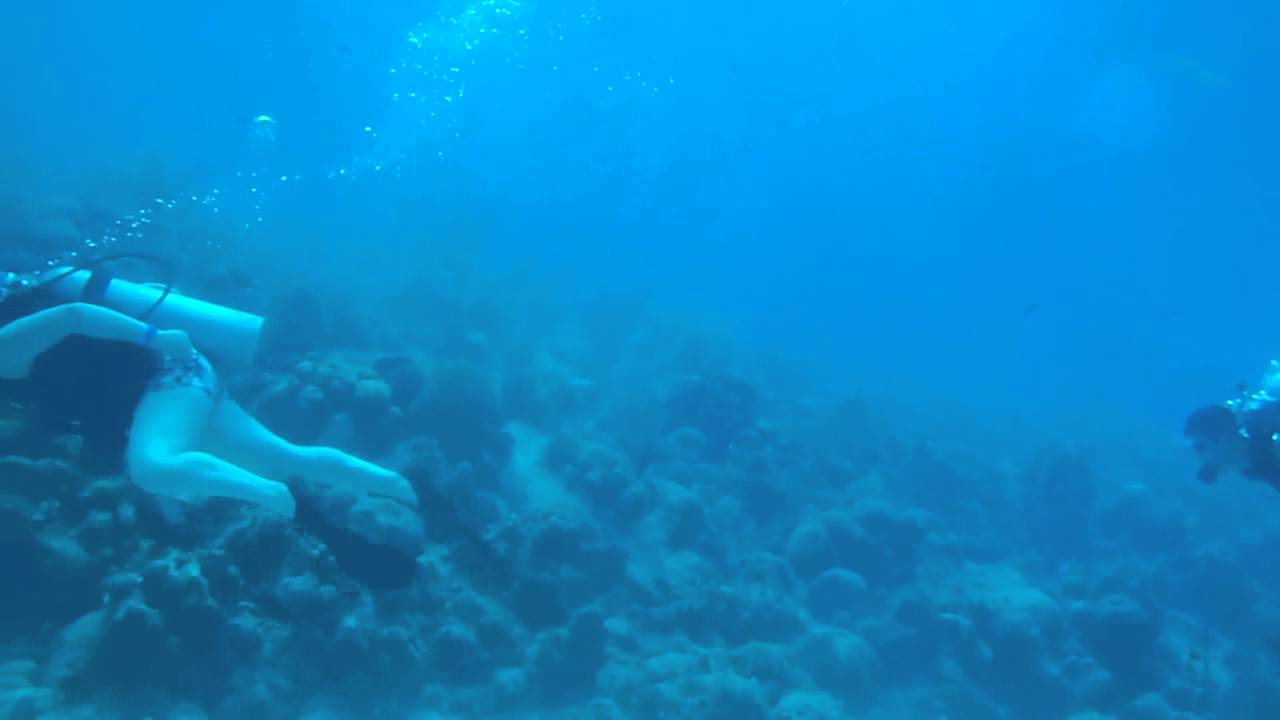 a bucear en san andres la ballena y el delfin wiiiiii YouTube