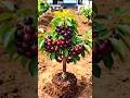 चेरी की टॉप वैरायटी# चेरी की खेती कैसे करें#cherry farming#farming short viral video# short
